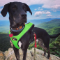Preview: LimitedEdition Howling Dog Alaska Harness Canicross